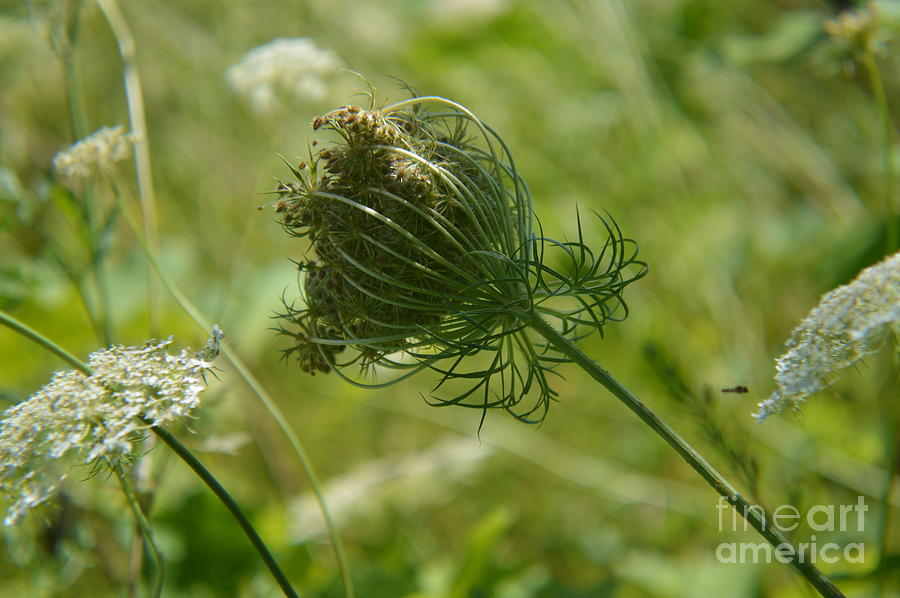 Flower Photograph - Thistle Stage Queen Annes Lace by Tina M Wenger