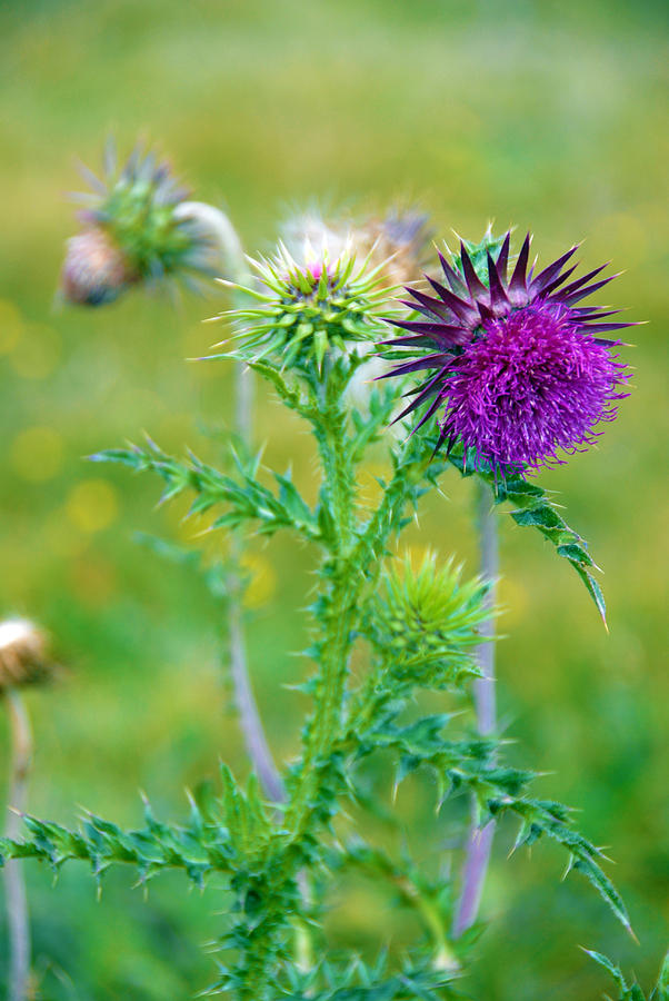 Thistle Painting - Thistle wild by Glen Johnson