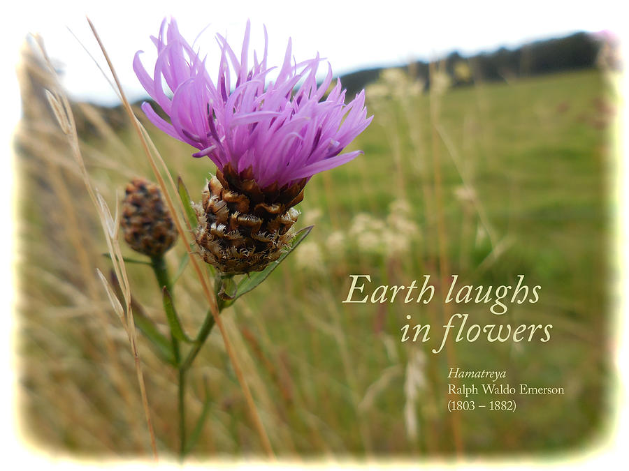 Nature Photograph - Thistle with Emerson Quote by Antique Images  