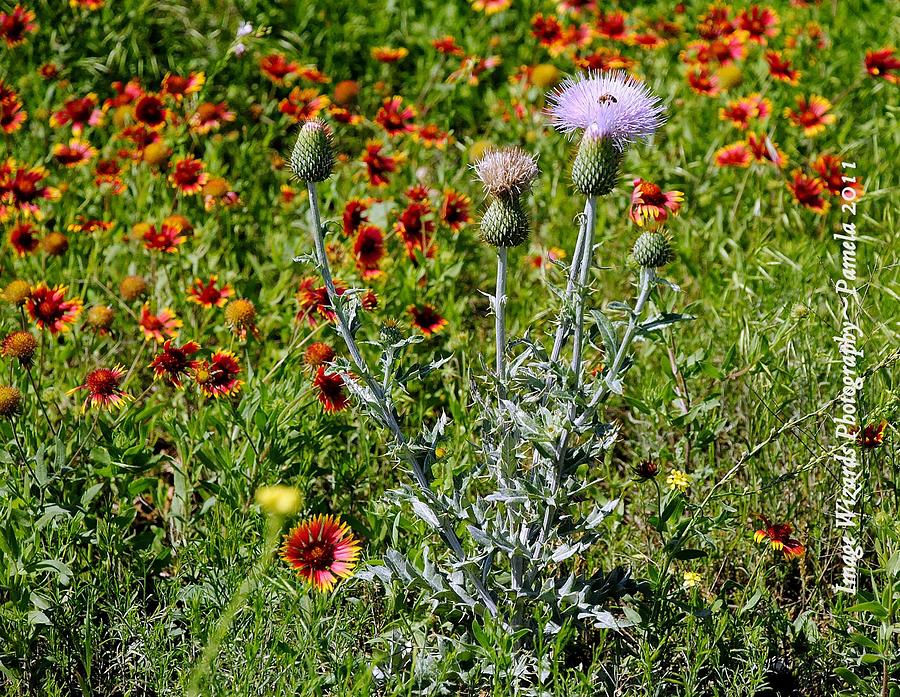 Field Of Dreams Photograph - Thistle Bee Wildflowers by Pamela Smale Williams