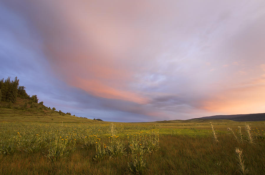 Thistles and Sunflowers Piedra Valley Photograph by Nathan Mccreery ...