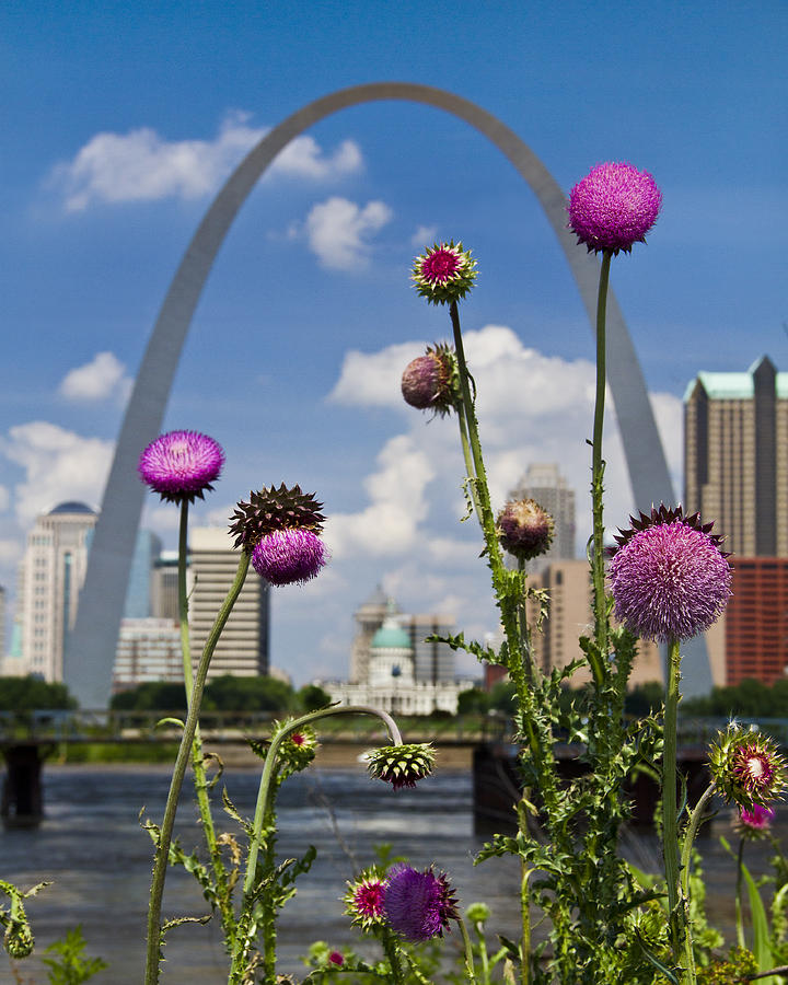 Thistles and the arch Photograph by Garry McMichael