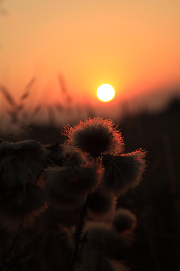 Sunset Photograph - Thistles at Sunset by Paul Lilley