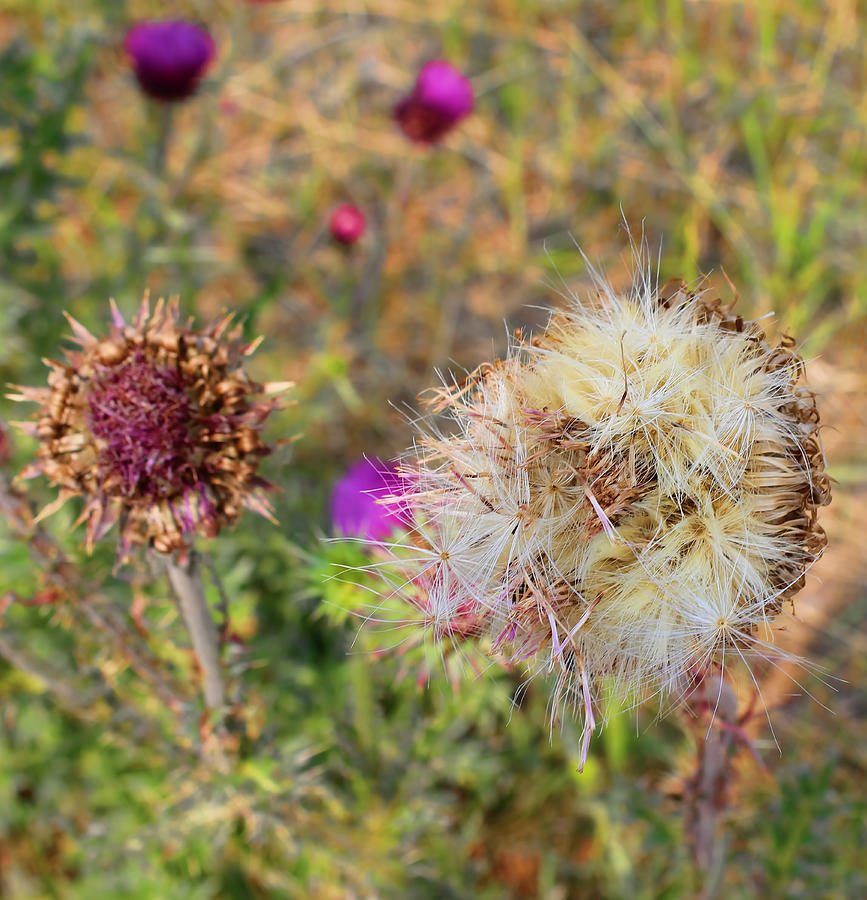 Thistles  Photograph by Cathy Anderson