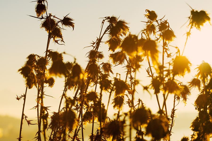 Thistles In The Sunset Photograph by Chevy Fleet