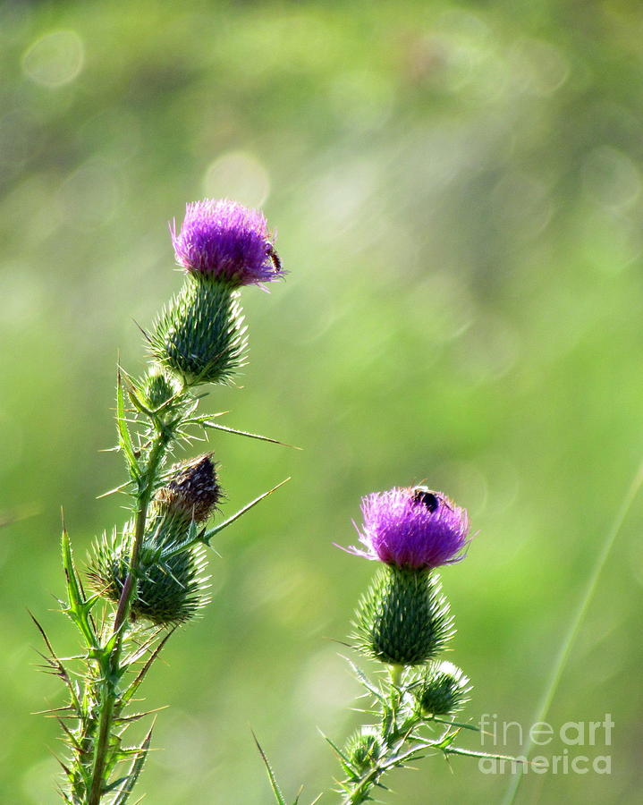 Thistles in the Wind Photograph by Lili Feinstein