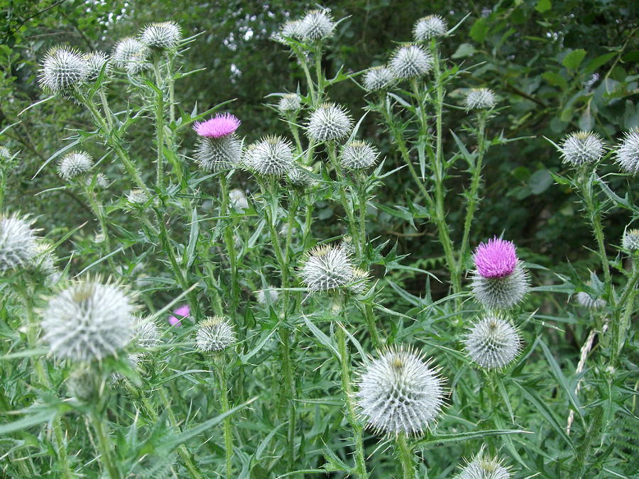 Thistles Photograph by Jean Walker