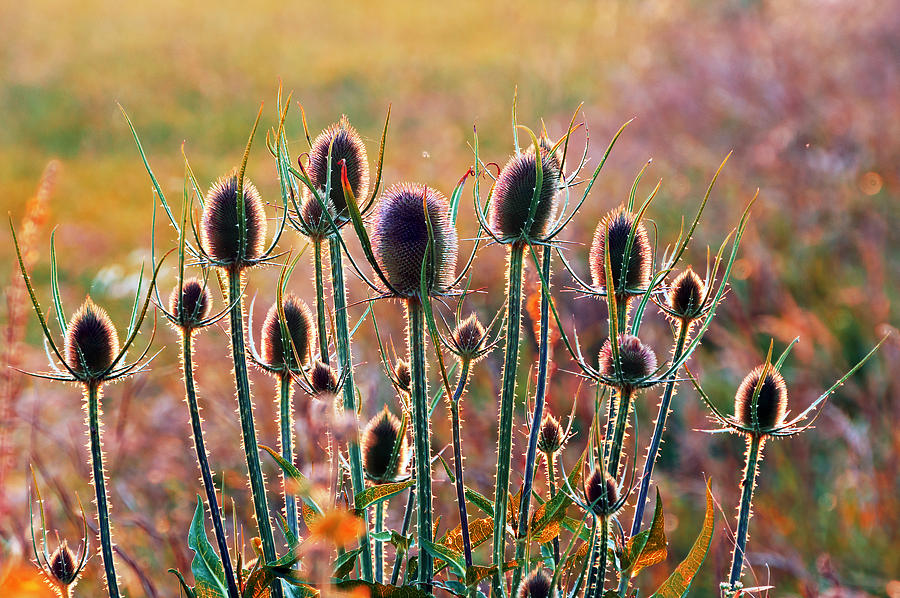 Thistles With Sunset Light Photograph by Mikel Martinez de Osaba