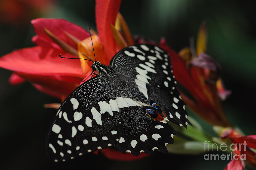 Thoas Swallowtail Butterfly Photograph by Tamara Becker