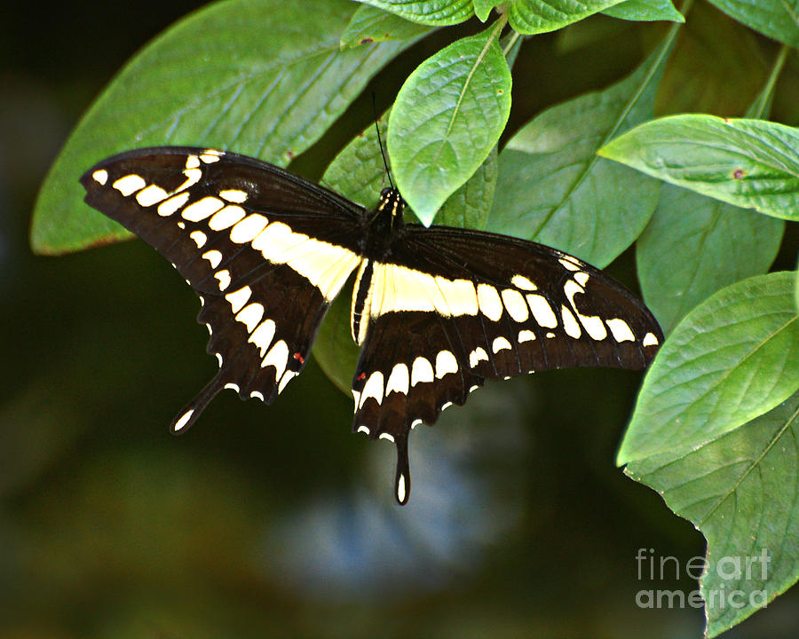 Thoas Swallowtail Photograph by Diane E Berry