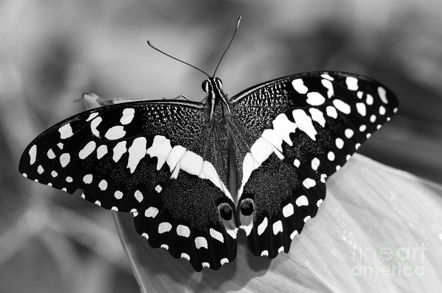 Thoas Swallowtail II Photograph by Tamara Becker