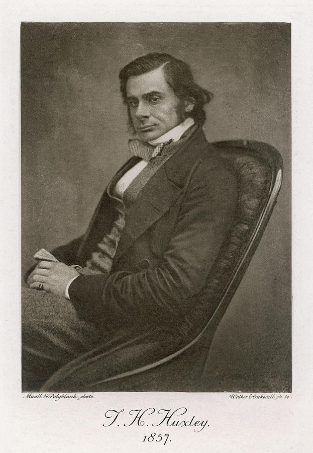 Thomas Henry Huxley English Scientist Photograph by Mary Evans Picture