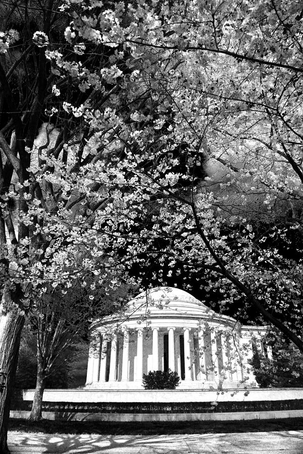 Thomas Jefferson Memorial Photograph by Mitch Cat