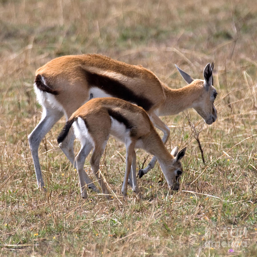 Thompson Gazelles Photograph by Chris Scroggins