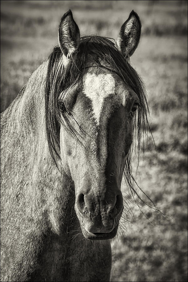 Thompson Park Horse Sepia Photograph by Priscilla Burgers