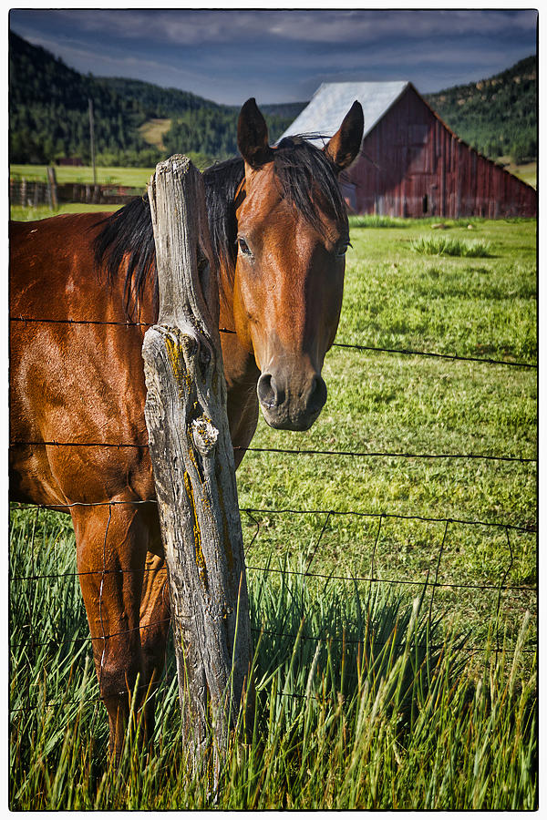 Thompson Park Ranch Horse Photograph