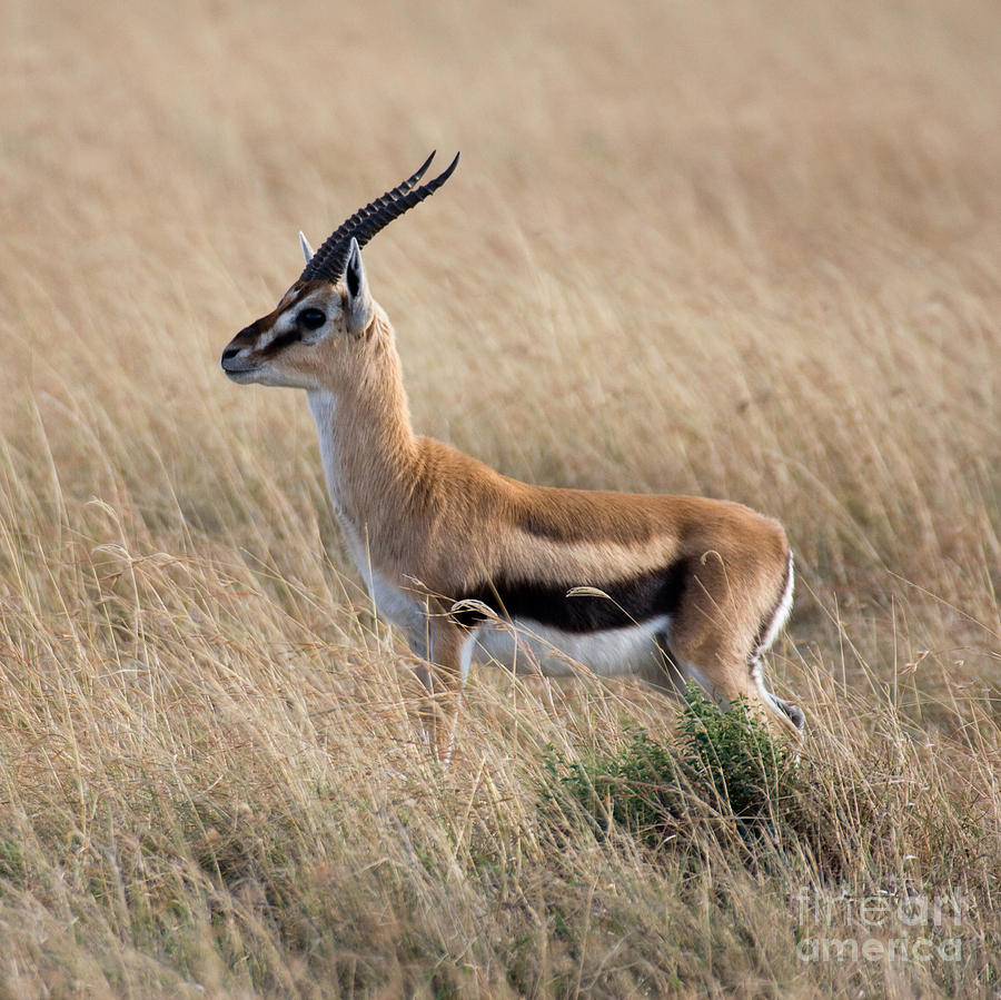 Mammal Photograph - Thompsons Gazelle by Chris Scroggins