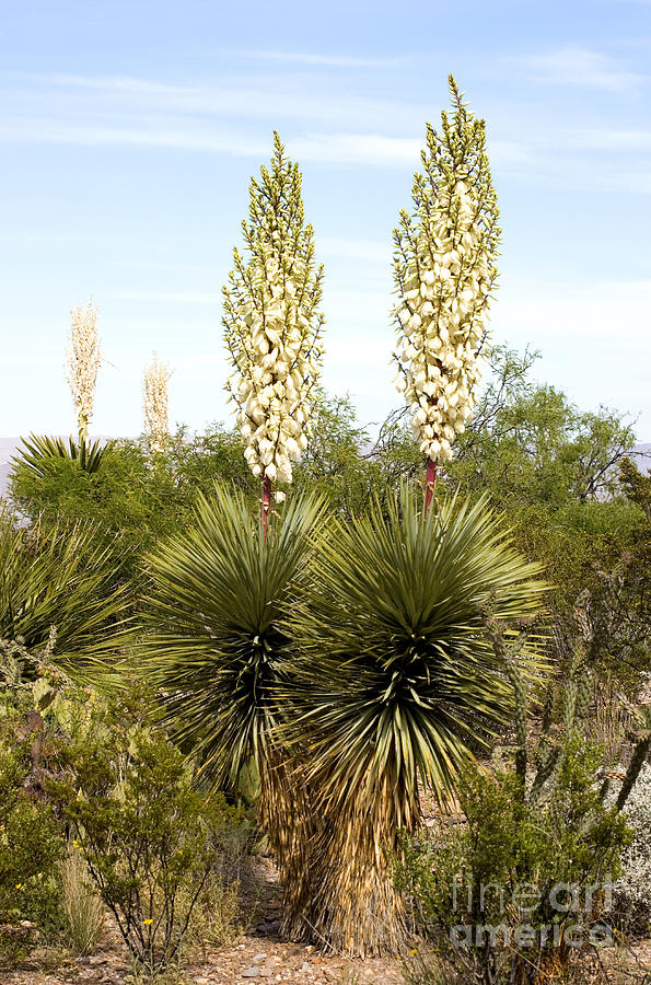 Thompsons Yucca Blooming Photograph By Greg Dimijian 