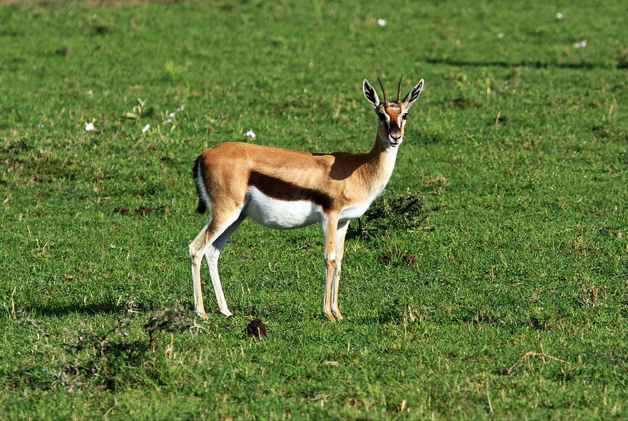 Thomson Gazelle Photograph