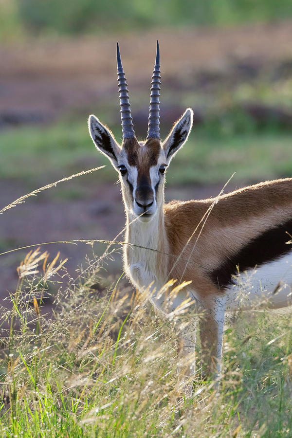 Deer Photograph - Thomsons Gazelle (gazella Thomsoni by Keren Su