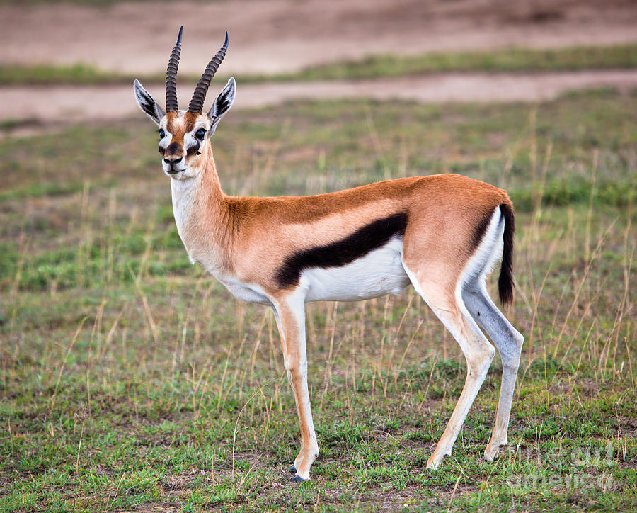 Thomsons gazelle on savanna in Africa Photograph by Michal Bednarek