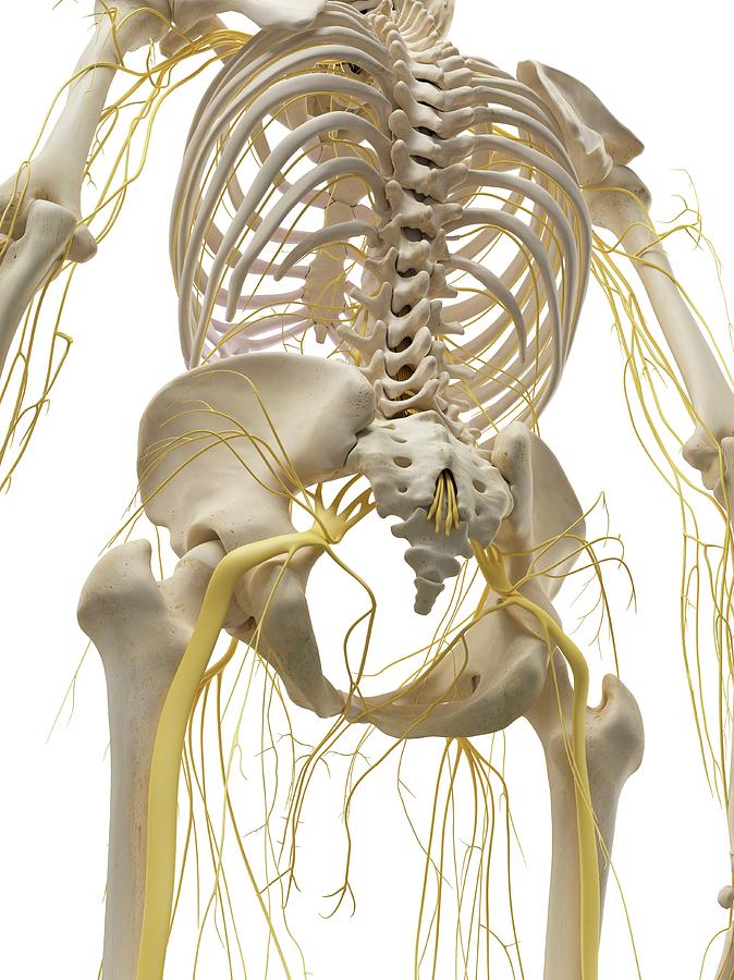 Thoracic Bones And Nerves Photograph by Sciepro - Pixels