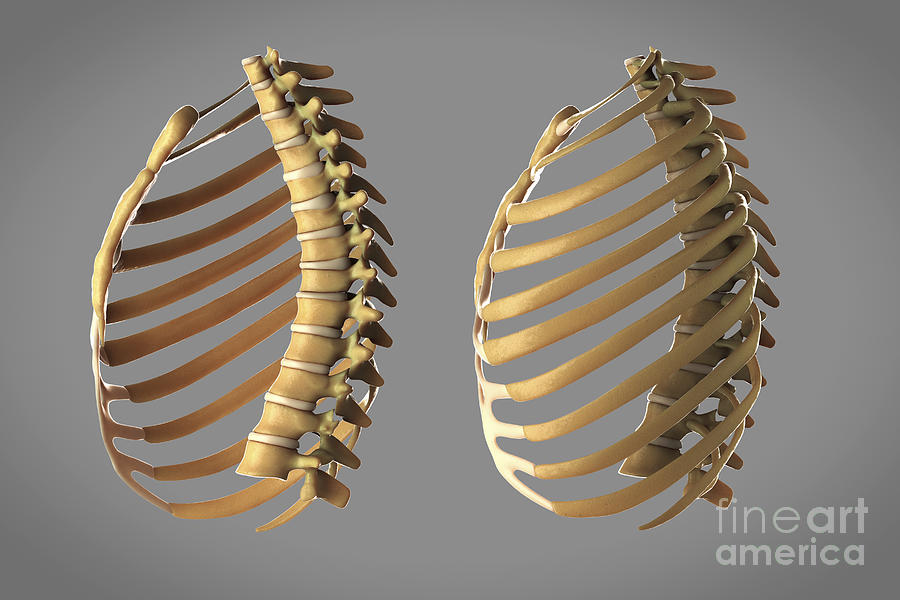 Thoracic Cage Photograph by Science Picture Co - Pixels