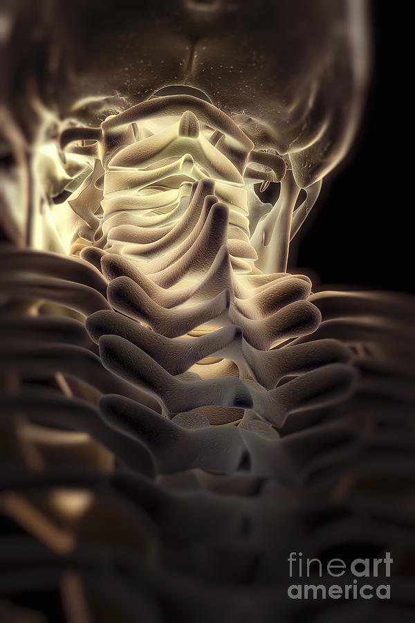 Thoracic Spine Photograph by Science Picture Co