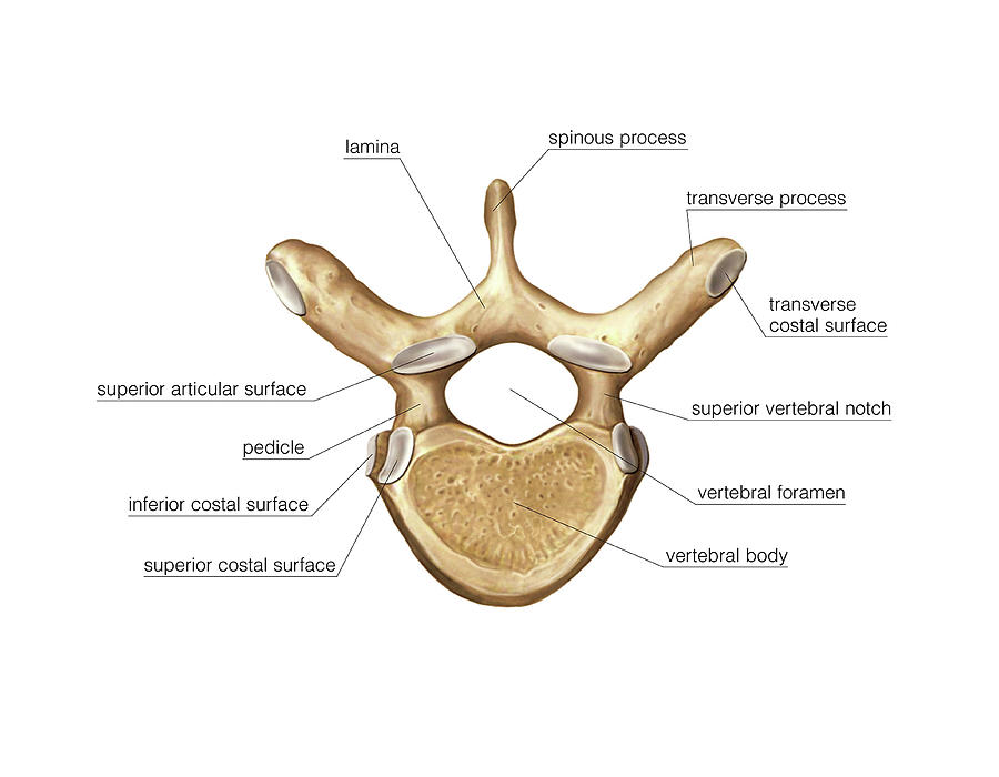 anatomy of a thoracic vertebra