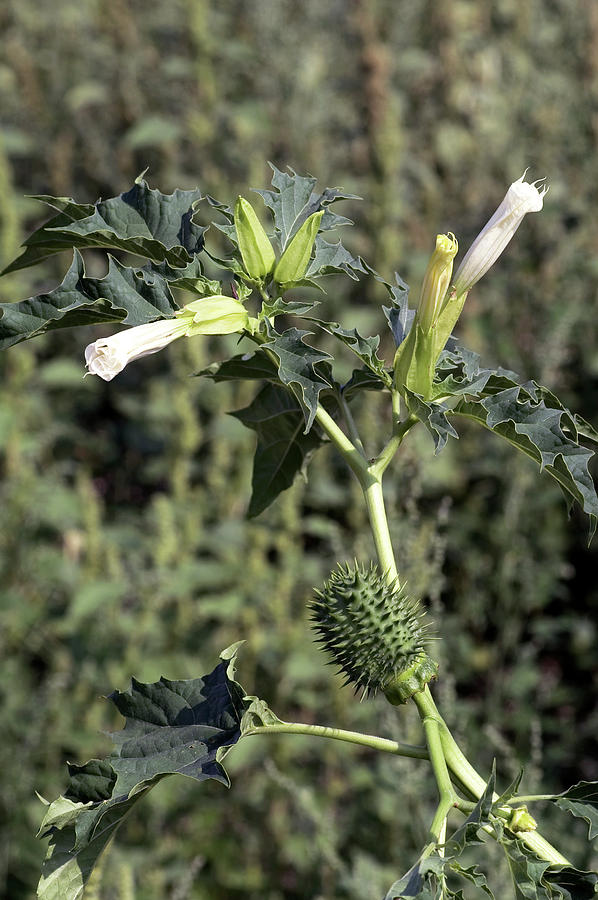 Thorn Apple (datura Stramonium) Photograph by Brian Gadsby/science Photo Library