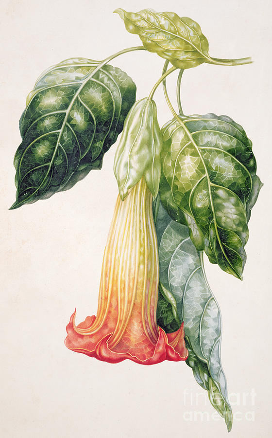 Still Life Painting - Thorn Apple flower from Ecuador Datura rosei by Augusta Innes Withers
