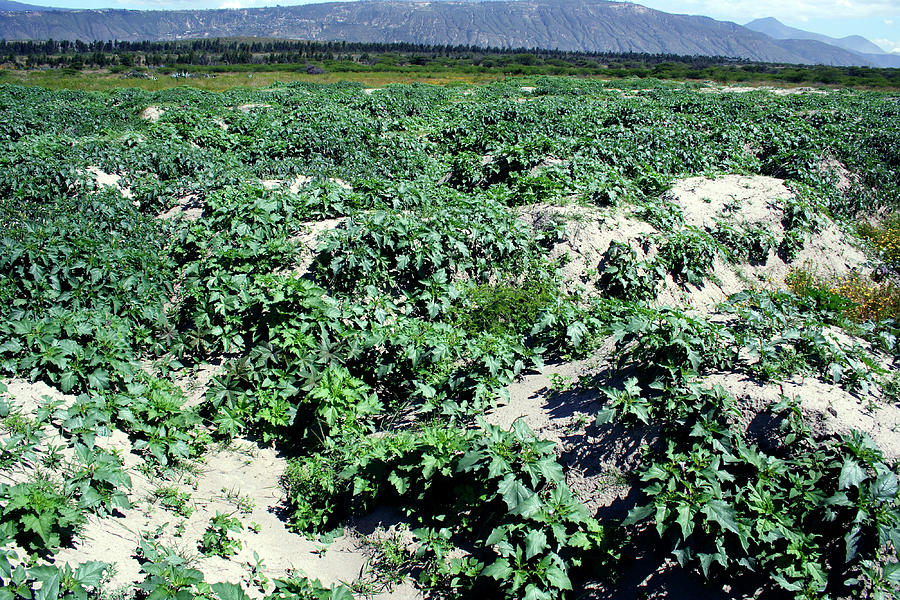 Thorn Apple Plants (datura Stramonium) Photograph by Dr Morley Read/science Photo Library