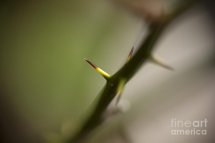 Thorn Photograph by Michael Ver Sprill