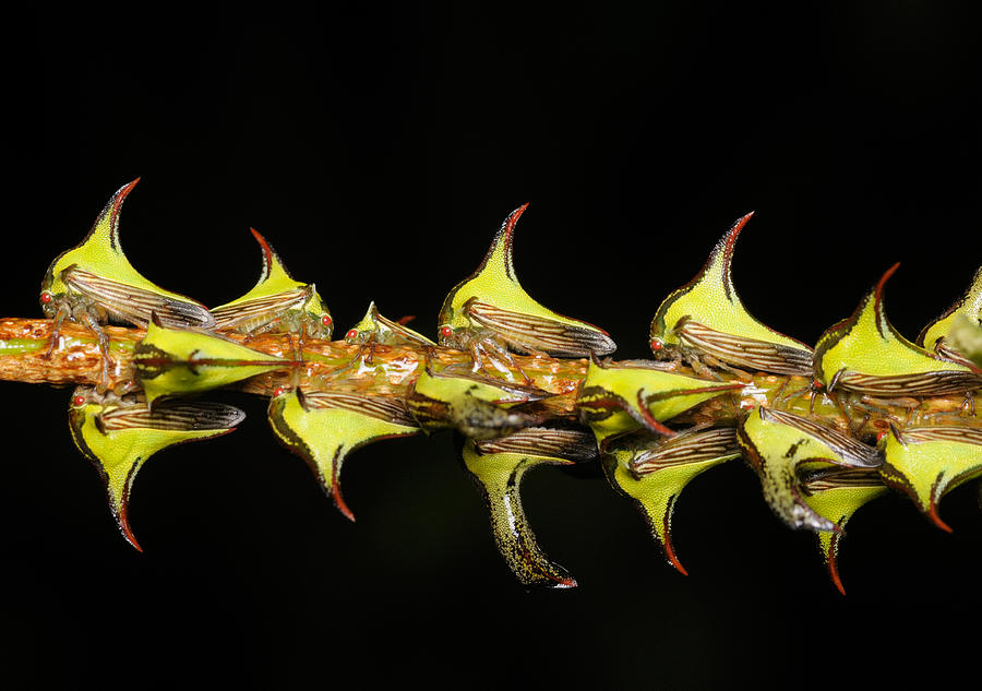 Thornbug Mimicry Photograph by Martin Shields