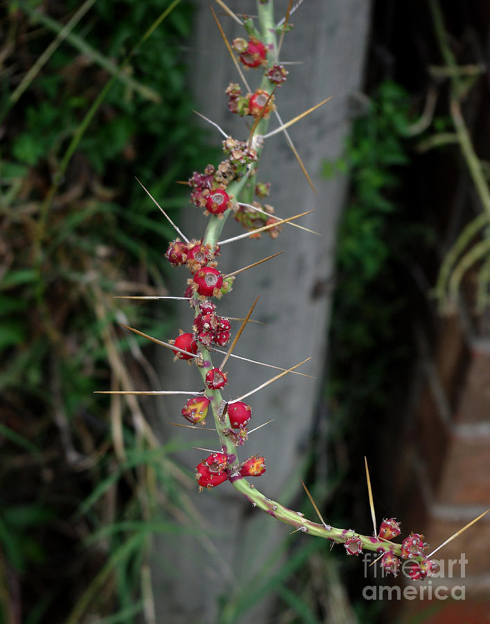 Spring Photograph - Thorns and Blooms by Peter Piatt