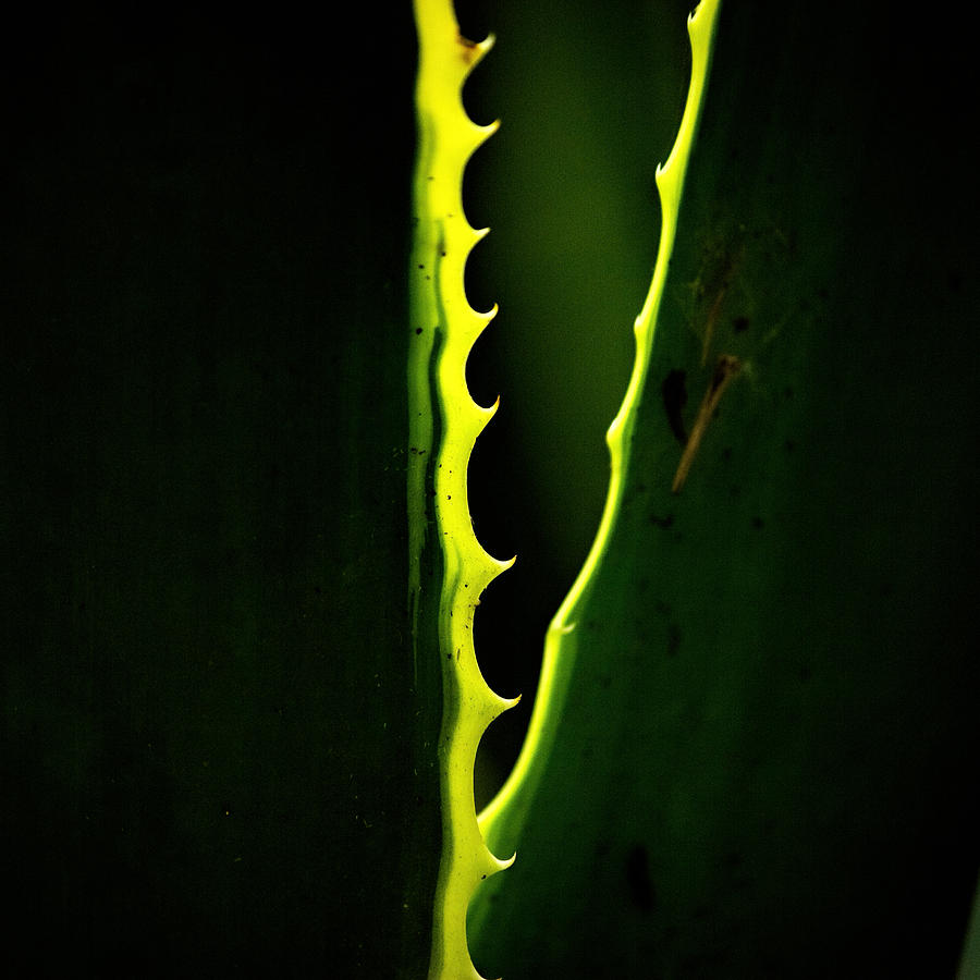 Thorns Of Leaf Photograph