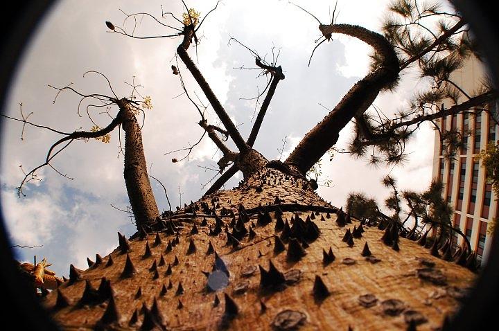 Urban Landscape Pyrography - Thorns by Terry Emord