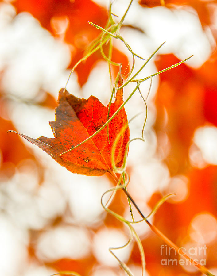 Fall Photograph - Thorns That Bound Us by Amanda Sinco