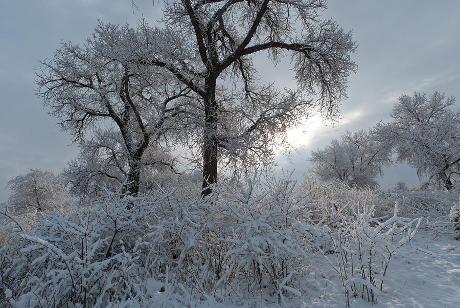 Thornton Colorado Winter Landscape Photograph by Cascade Colors