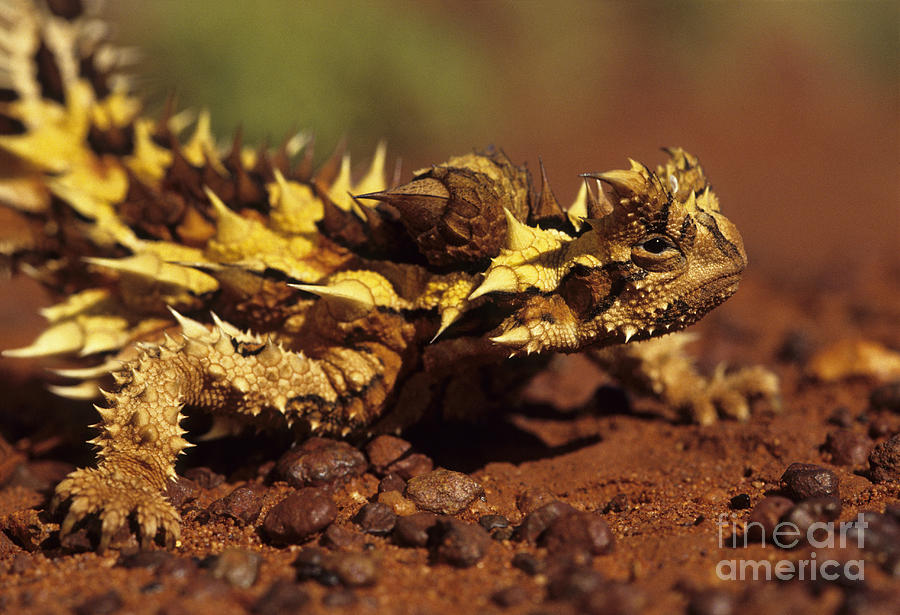 Animal Photograph - Thorny Devil by Jean-Louis Klein and Marie-Luce Hubert