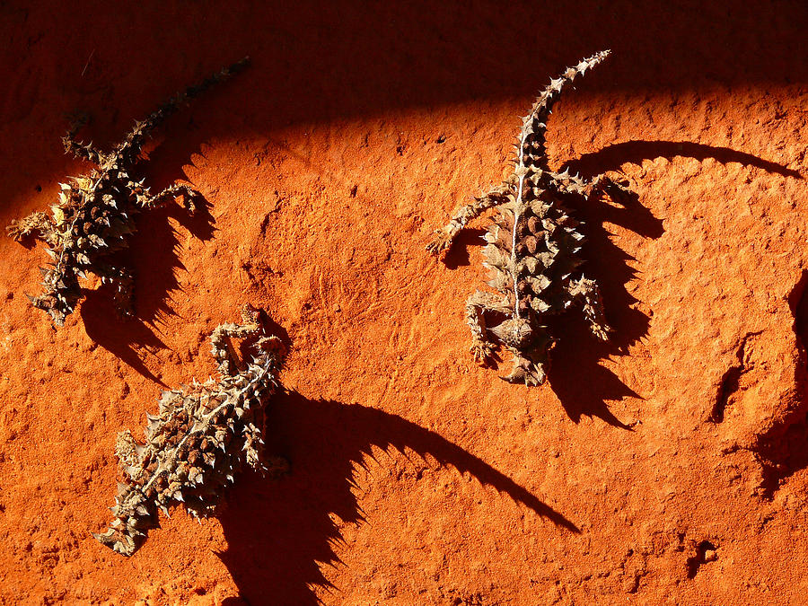 Desert Photograph - Thorny Devils by Evelyn Tambour