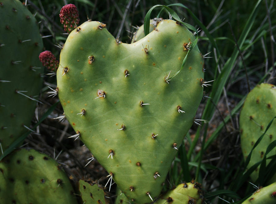 Thorny Heart Photograph by Ellen Henneke