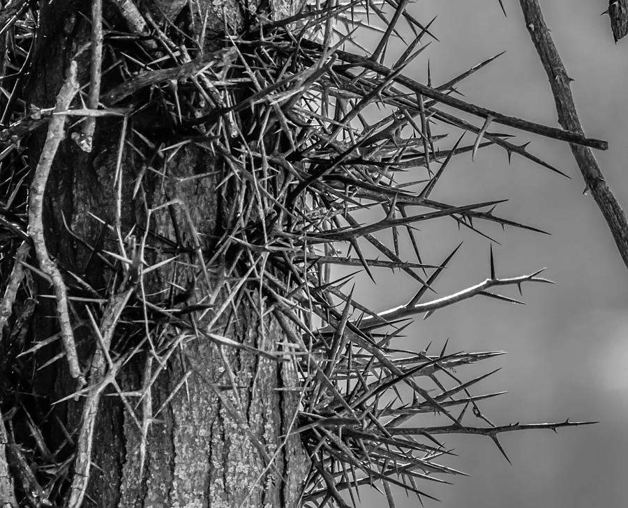 Thorny Locust Tree Photograph by Brian Stevens