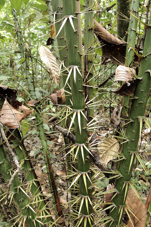 Thorny Palm Salacca Sp Photograph by Fletcher & Baylis