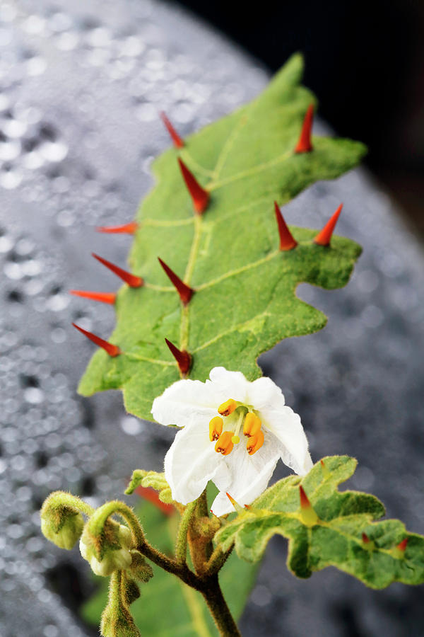 Thorny Popolo (solanum Incompletum) Photograph by Science Photo Library Thorny Popolo (solanum Incompletum) Photograph by Science Photo Library