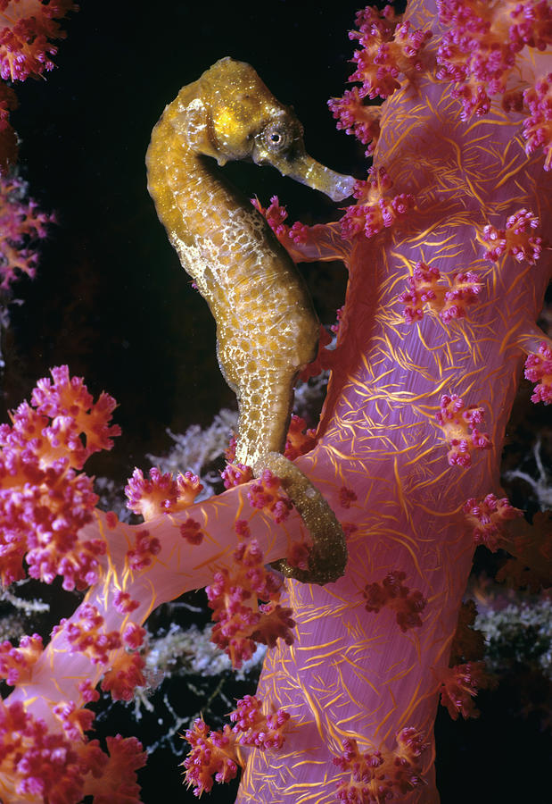 Thorny Sea Horse Photograph by Jeff Rotman