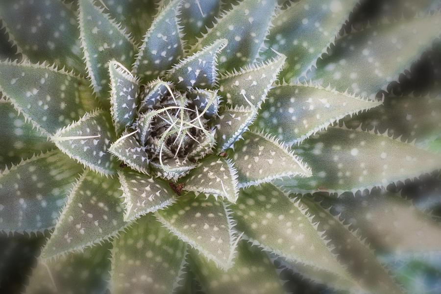 Thorny Succulent Photograph by Ludwig Riml - Pixels