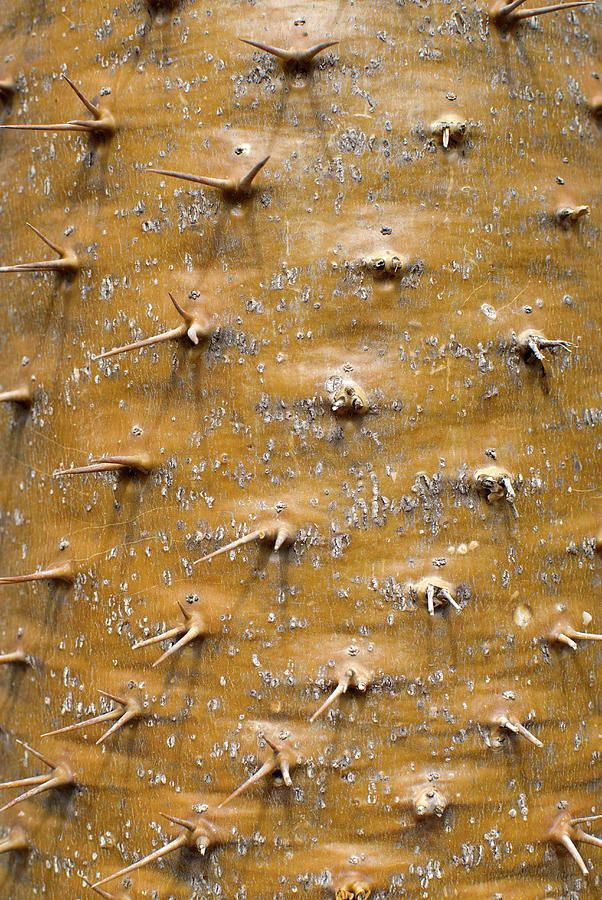 Thorny Surface Of A Floss Silk Tree Photograph by Pete Starman