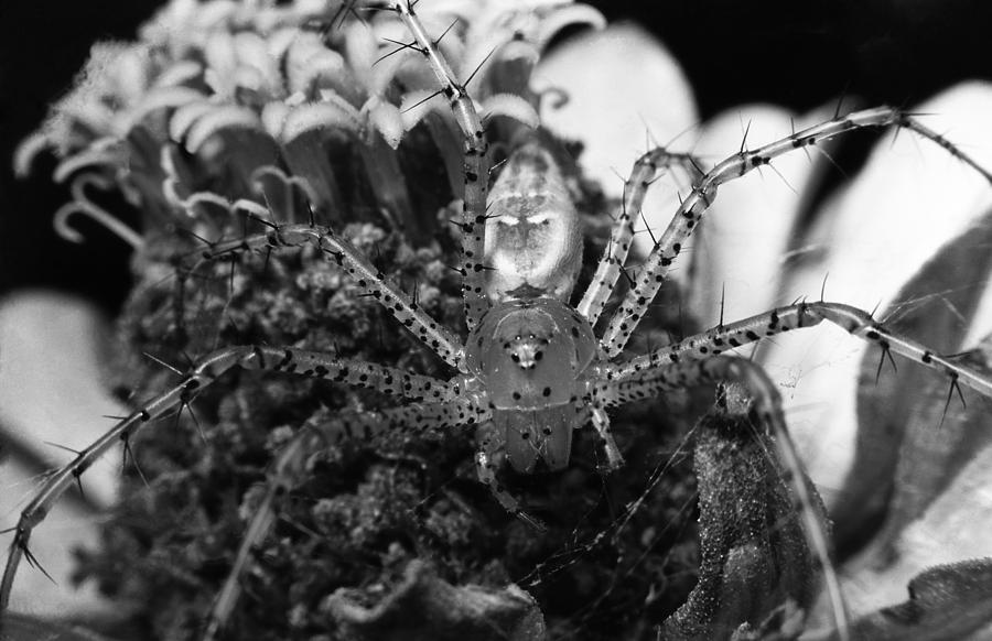 Spider Photograph - Thorny- Thorny- Spider On My Flower by Thomas D McManus