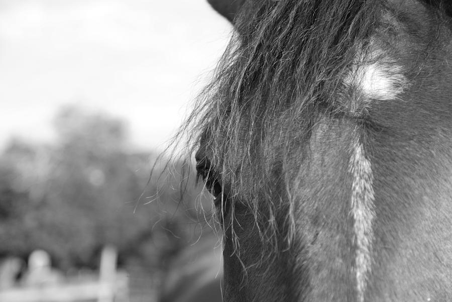 Horse Photograph - Thoroughbred b/w by Jennifer Ancker